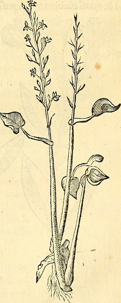 An illustration from Historia naturalis Brasiliae : auspicio et beneficio illustriss. I. Mauriti Com. Nassau illius provinciae et maris summi praefecti adornata : in qua non tantum plantae et animalia, sed et indigenarum morbi, ingenia et mores describuntur et iconibus supra quingentas illustrantur, 1648, leaf 202