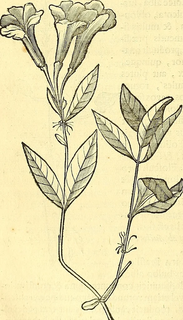 An illustration from Historia naturalis Brasiliae : auspicio et beneficio illustriss. I. Mauriti Com. Nassau illius provinciae et maris summi praefecti adornata : in qua non tantum plantae et animalia, sed et indigenarum morbi, ingenia et mores describuntur et iconibus supra quingentas illustrantur, 1648, leaf 203