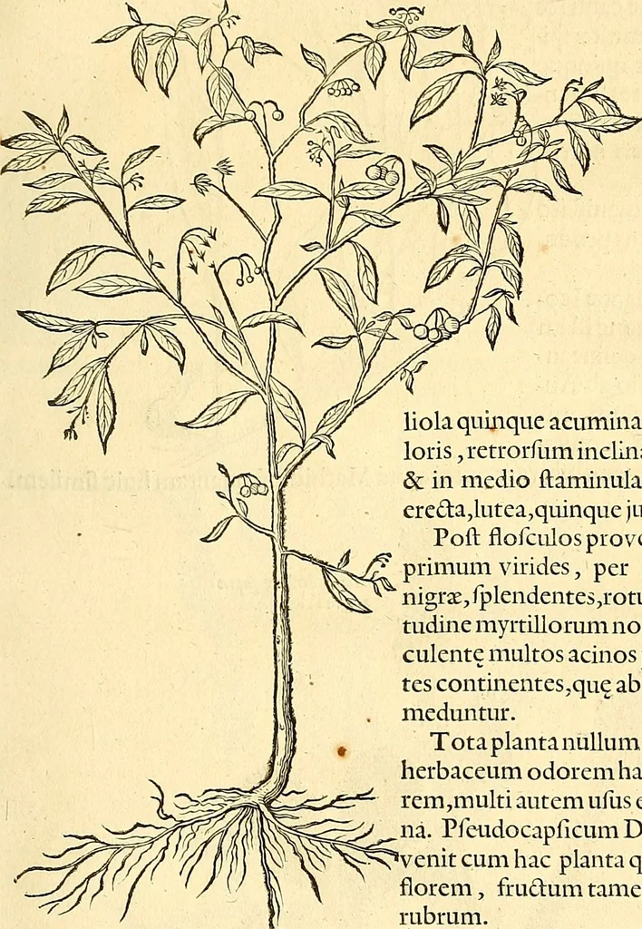 An illustration from Historia naturalis Brasiliae : auspicio et beneficio illustriss. I. Mauriti Com. Nassau illius provinciae et maris summi praefecti adornata : in qua non tantum plantae et animalia, sed et indigenarum morbi, ingenia et mores describuntur et iconibus supra quingentas illustrantur, 1648, leaf 204