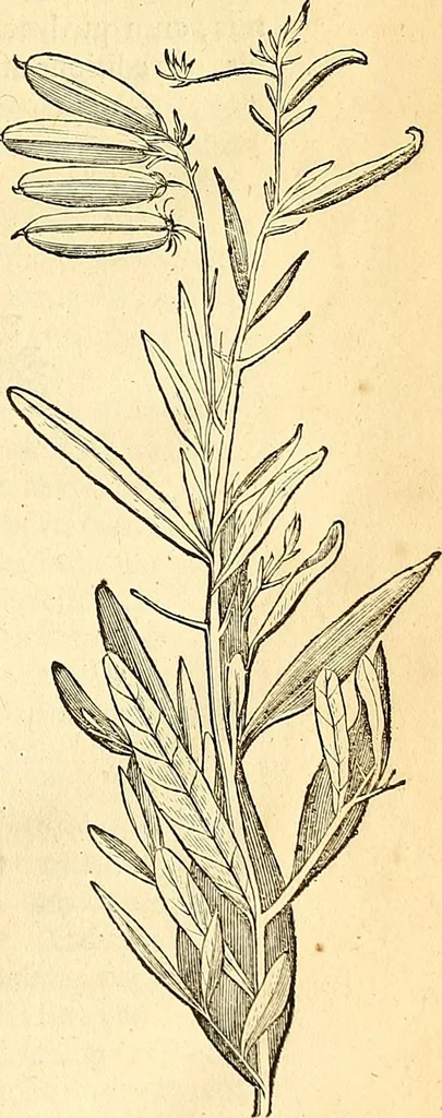 An illustration from Historia naturalis Brasiliae : auspicio et beneficio illustriss. I. Mauriti Com. Nassau illius provinciae et maris summi praefecti adornata : in qua non tantum plantae et animalia, sed et indigenarum morbi, ingenia et mores describuntur et iconibus supra quingentas illustrantur, 1648, leaf 204
