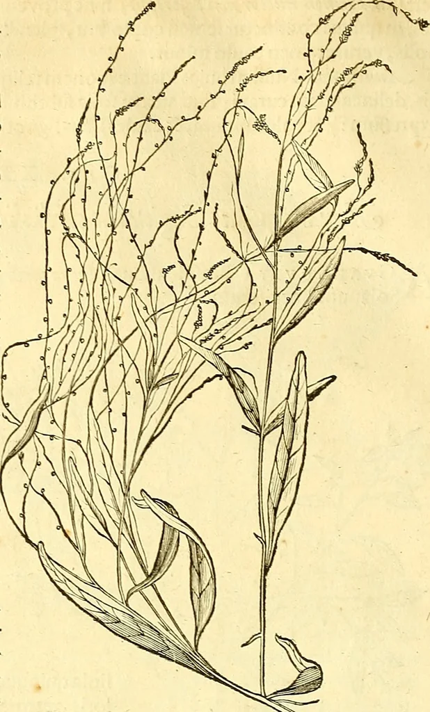 An illustration from Historia naturalis Brasiliae : auspicio et beneficio illustriss. I. Mauriti Com. Nassau illius provinciae et maris summi praefecti adornata : in qua non tantum plantae et animalia, sed et indigenarum morbi, ingenia et mores describuntur et iconibus supra quingentas illustrantur, 1648, leaf 205
