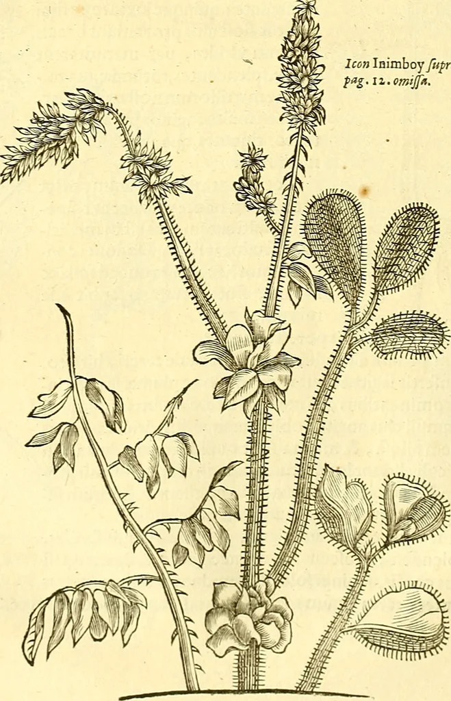 An illustration from Historia naturalis Brasiliae : auspicio et beneficio illustriss. I. Mauriti Com. Nassau illius provinciae et maris summi praefecti adornata : in qua non tantum plantae et animalia, sed et indigenarum morbi, ingenia et mores describuntur et iconibus supra quingentas illustrantur, 1648, leaf 205