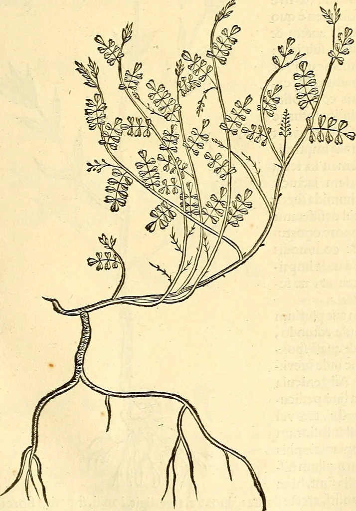 An illustration from Historia naturalis Brasiliae : auspicio et beneficio illustriss. I. Mauriti Com. Nassau illius provinciae et maris summi praefecti adornata : in qua non tantum plantae et animalia, sed et indigenarum morbi, ingenia et mores describuntur et iconibus supra quingentas illustrantur, 1648, leaf 206