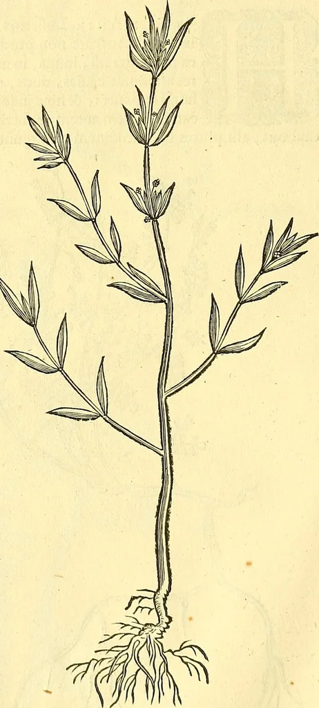 An illustration from Historia naturalis Brasiliae : auspicio et beneficio illustriss. I. Mauriti Com. Nassau illius provinciae et maris summi praefecti adornata : in qua non tantum plantae et animalia, sed et indigenarum morbi, ingenia et mores describuntur et iconibus supra quingentas illustrantur, 1648, leaf 207