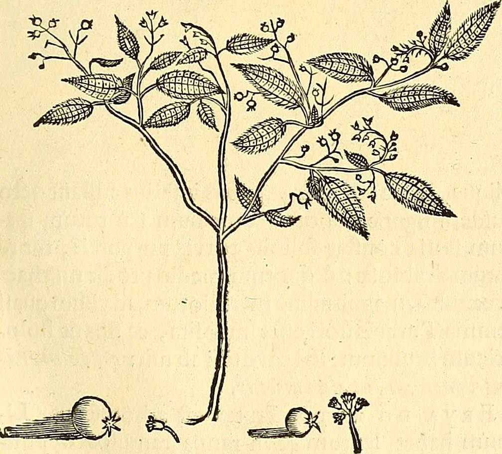 An illustration from Historia naturalis Brasiliae : auspicio et beneficio illustriss. I. Mauriti Com. Nassau illius provinciae et maris summi praefecti adornata : in qua non tantum plantae et animalia, sed et indigenarum morbi, ingenia et mores describuntur et iconibus supra quingentas illustrantur, 1648, leaf 208