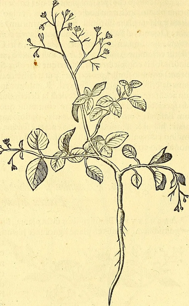 An illustration from Historia naturalis Brasiliae : auspicio et beneficio illustriss. I. Mauriti Com. Nassau illius provinciae et maris summi praefecti adornata : in qua non tantum plantae et animalia, sed et indigenarum morbi, ingenia et mores describuntur et iconibus supra quingentas illustrantur, 1648, leaf 209