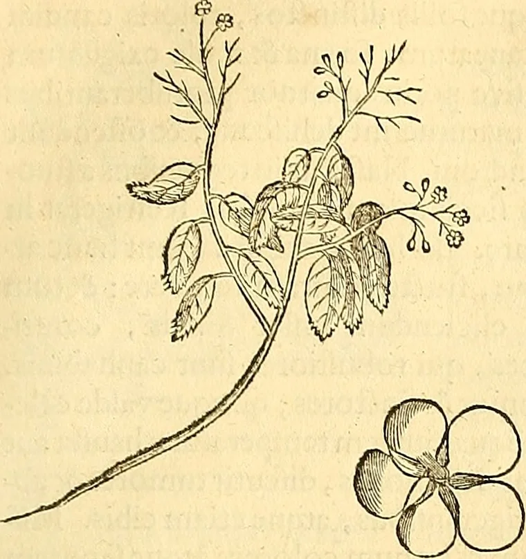 An illustration from Historia naturalis Brasiliae : auspicio et beneficio illustriss. I. Mauriti Com. Nassau illius provinciae et maris summi praefecti adornata : in qua non tantum plantae et animalia, sed et indigenarum morbi, ingenia et mores describuntur et iconibus supra quingentas illustrantur, 1648, leaf 210