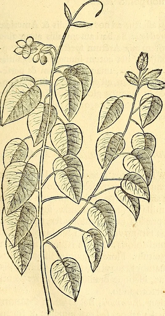 An illustration from Historia naturalis Brasiliae : auspicio et beneficio illustriss. I. Mauriti Com. Nassau illius provinciae et maris summi praefecti adornata : in qua non tantum plantae et animalia, sed et indigenarum morbi, ingenia et mores describuntur et iconibus supra quingentas illustrantur, 1648, leaf 210