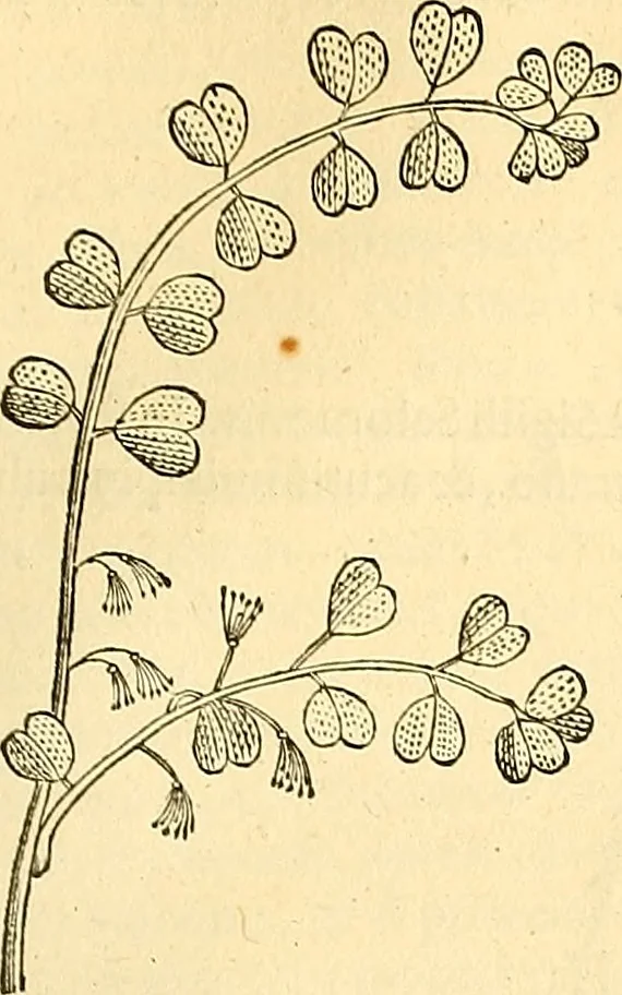 An illustration from Historia naturalis Brasiliae : auspicio et beneficio illustriss. I. Mauriti Com. Nassau illius provinciae et maris summi praefecti adornata : in qua non tantum plantae et animalia, sed et indigenarum morbi, ingenia et mores describuntur et iconibus supra quingentas illustrantur, 1648, leaf 212