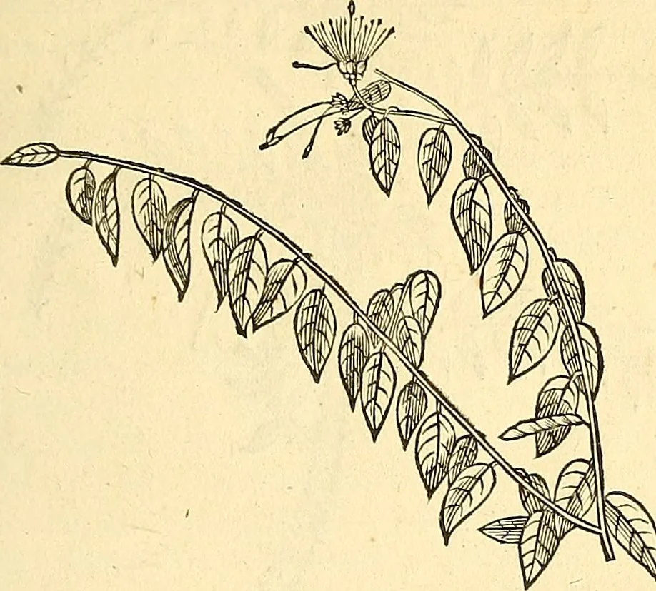 An illustration from Historia naturalis Brasiliae : auspicio et beneficio illustriss. I. Mauriti Com. Nassau illius provinciae et maris summi praefecti adornata : in qua non tantum plantae et animalia, sed et indigenarum morbi, ingenia et mores describuntur et iconibus supra quingentas illustrantur, 1648, leaf 212