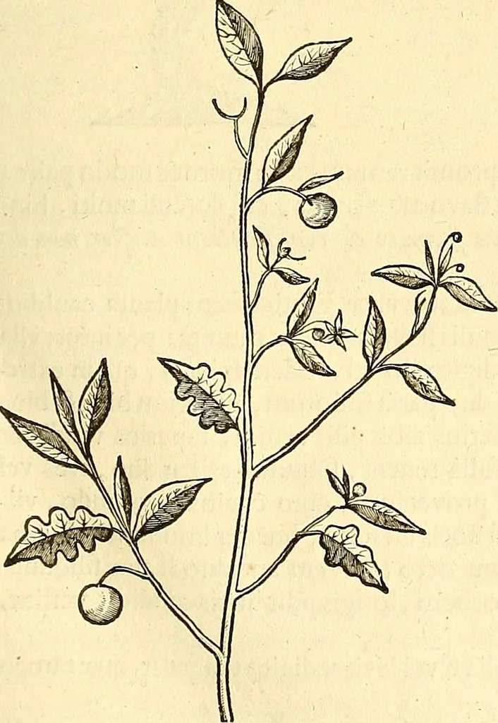 An illustration from Historia naturalis Brasiliae : auspicio et beneficio illustriss. I. Mauriti Com. Nassau illius provinciae et maris summi praefecti adornata : in qua non tantum plantae et animalia, sed et indigenarum morbi, ingenia et mores describuntur et iconibus supra quingentas illustrantur, 1648, leaf 212
