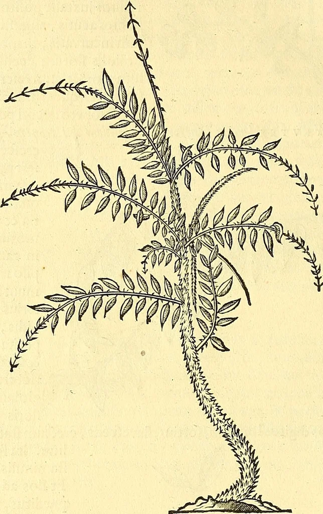An illustration from Historia naturalis Brasiliae : auspicio et beneficio illustriss. I. Mauriti Com. Nassau illius provinciae et maris summi praefecti adornata : in qua non tantum plantae et animalia, sed et indigenarum morbi, ingenia et mores describuntur et iconibus supra quingentas illustrantur, 1648, leaf 213