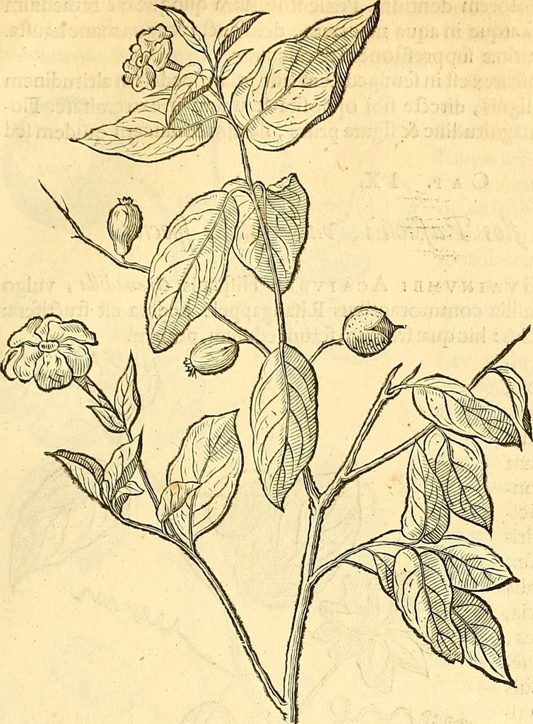 An illustration from Historia naturalis Brasiliae : auspicio et beneficio illustriss. I. Mauriti Com. Nassau illius provinciae et maris summi praefecti adornata : in qua non tantum plantae et animalia, sed et indigenarum morbi, ingenia et mores describuntur et iconibus supra quingentas illustrantur, 1648, leaf 218