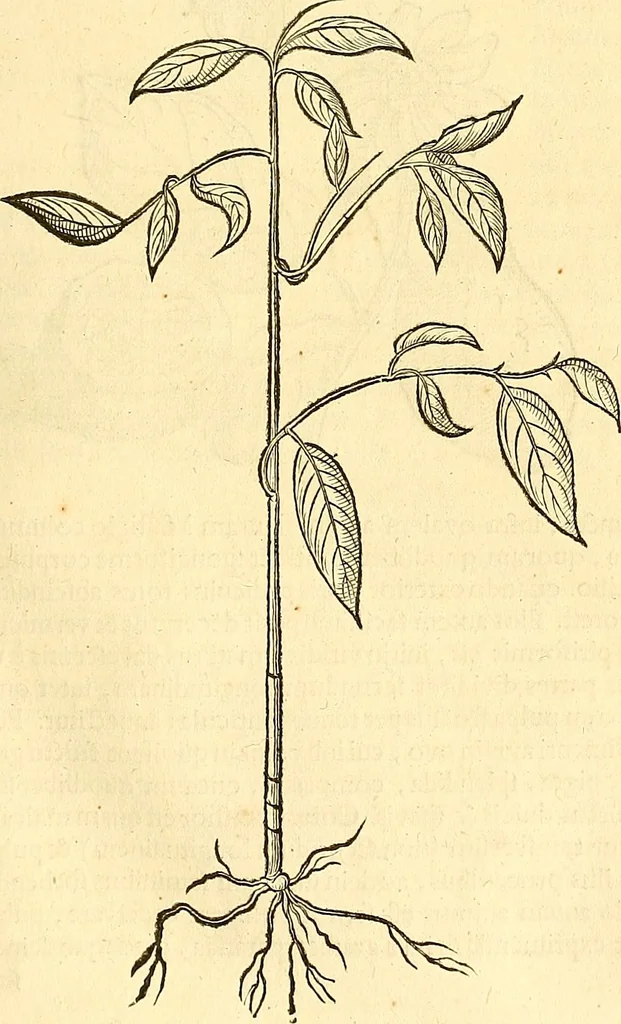 An illustration from Historia naturalis Brasiliae : auspicio et beneficio illustriss. I. Mauriti Com. Nassau illius provinciae et maris summi praefecti adornata : in qua non tantum plantae et animalia, sed et indigenarum morbi, ingenia et mores describuntur et iconibus supra quingentas illustrantur, 1648, leaf 218