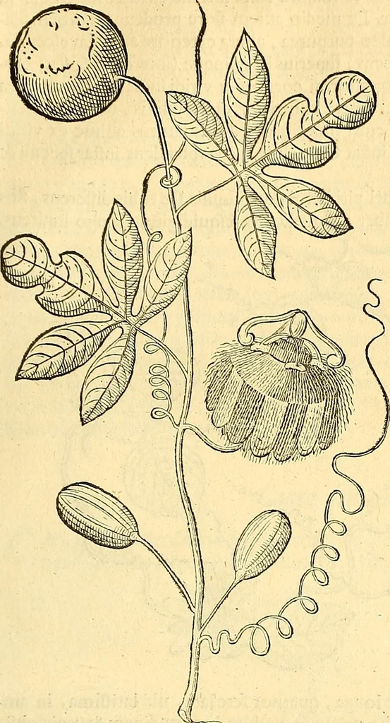 An illustration from Historia naturalis Brasiliae : auspicio et beneficio illustriss. I. Mauriti Com. Nassau illius provinciae et maris summi praefecti adornata : in qua non tantum plantae et animalia, sed et indigenarum morbi, ingenia et mores describuntur et iconibus supra quingentas illustrantur, 1648, leaf 220