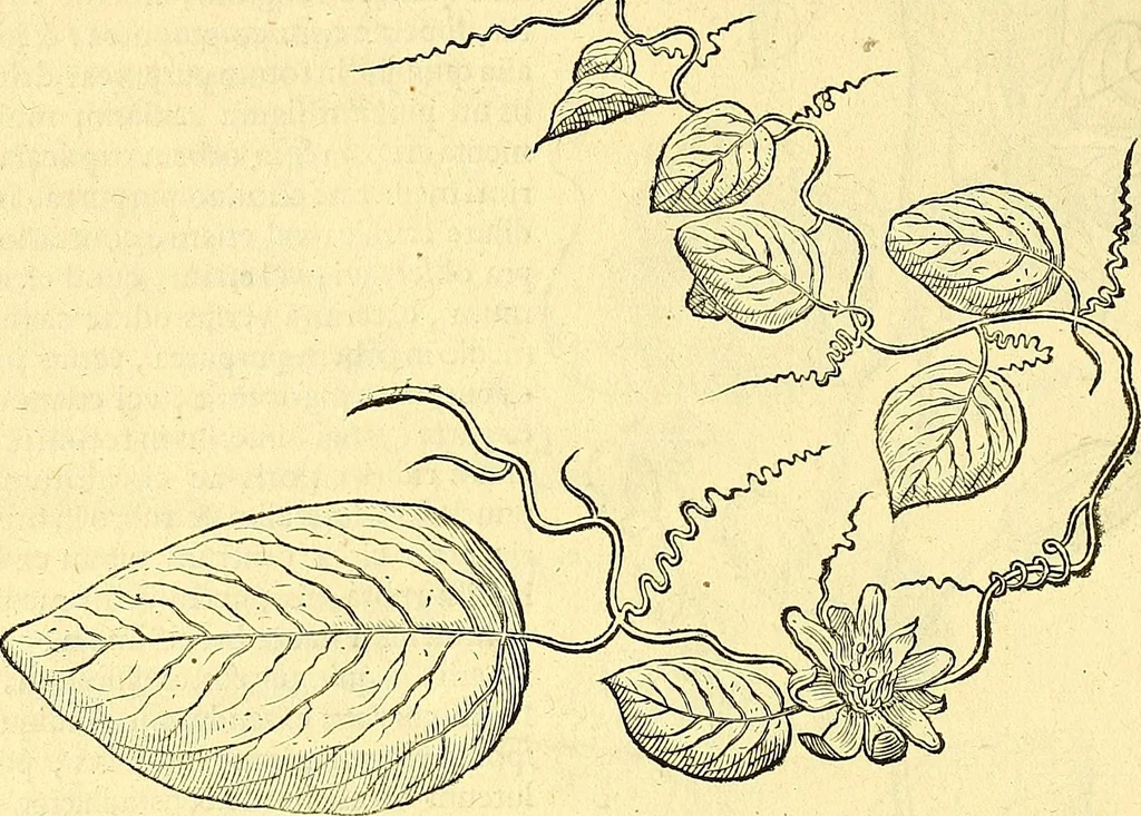 An illustration from Historia naturalis Brasiliae : auspicio et beneficio illustriss. I. Mauriti Com. Nassau illius provinciae et maris summi praefecti adornata : in qua non tantum plantae et animalia, sed et indigenarum morbi, ingenia et mores describuntur et iconibus supra quingentas illustrantur, 1648, leaf 221