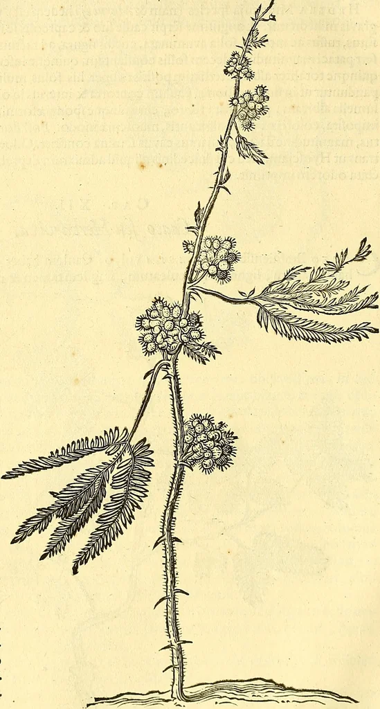 An illustration from Historia naturalis Brasiliae : auspicio et beneficio illustriss. I. Mauriti Com. Nassau illius provinciae et maris summi praefecti adornata : in qua non tantum plantae et animalia, sed et indigenarum morbi, ingenia et mores describuntur et iconibus supra quingentas illustrantur, 1648, leaf 223