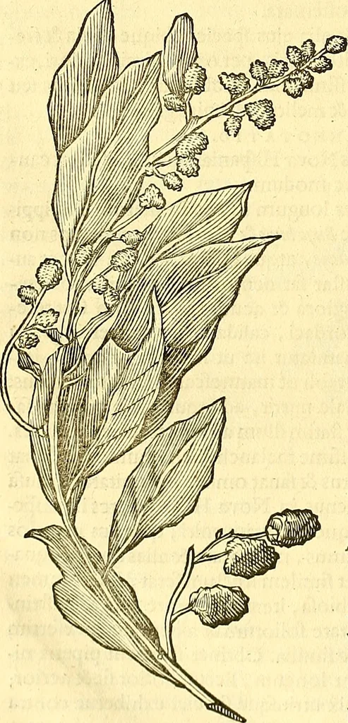 An illustration from Historia naturalis Brasiliae : auspicio et beneficio illustriss. I. Mauriti Com. Nassau illius provinciae et maris summi praefecti adornata : in qua non tantum plantae et animalia, sed et indigenarum morbi, ingenia et mores describuntur et iconibus supra quingentas illustrantur, 1648, leaf 225