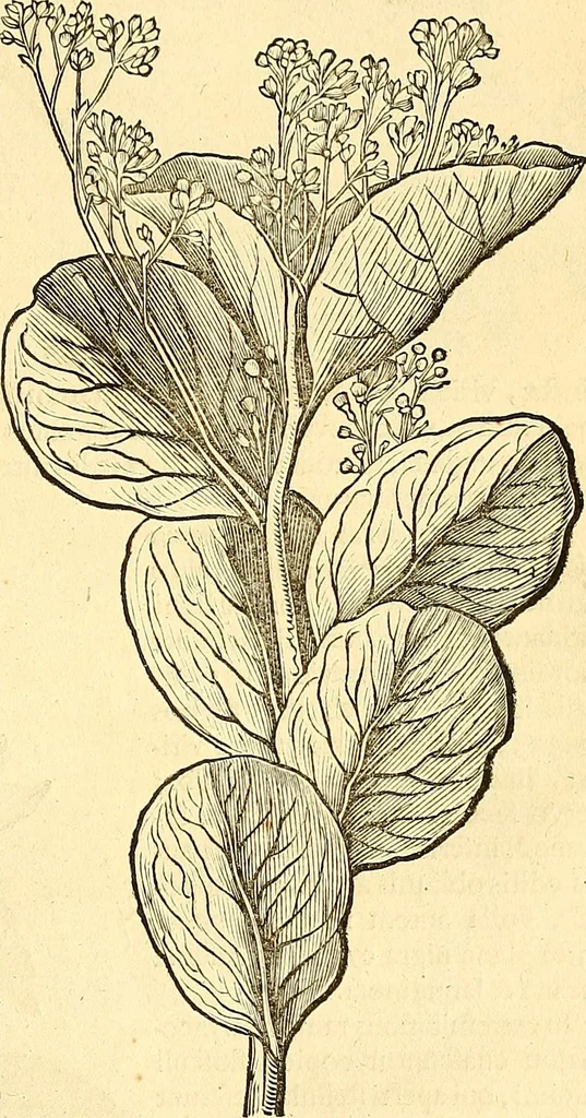 An illustration from Historia naturalis Brasiliae : auspicio et beneficio illustriss. I. Mauriti Com. Nassau illius provinciae et maris summi praefecti adornata : in qua non tantum plantae et animalia, sed et indigenarum morbi, ingenia et mores describuntur et iconibus supra quingentas illustrantur, 1648, leaf 226