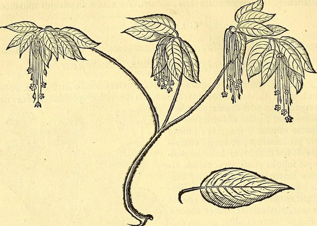 An illustration from Historia naturalis Brasiliae : auspicio et beneficio illustriss. I. Mauriti Com. Nassau illius provinciae et maris summi praefecti adornata : in qua non tantum plantae et animalia, sed et indigenarum morbi, ingenia et mores describuntur et iconibus supra quingentas illustrantur, 1648, leaf 227
