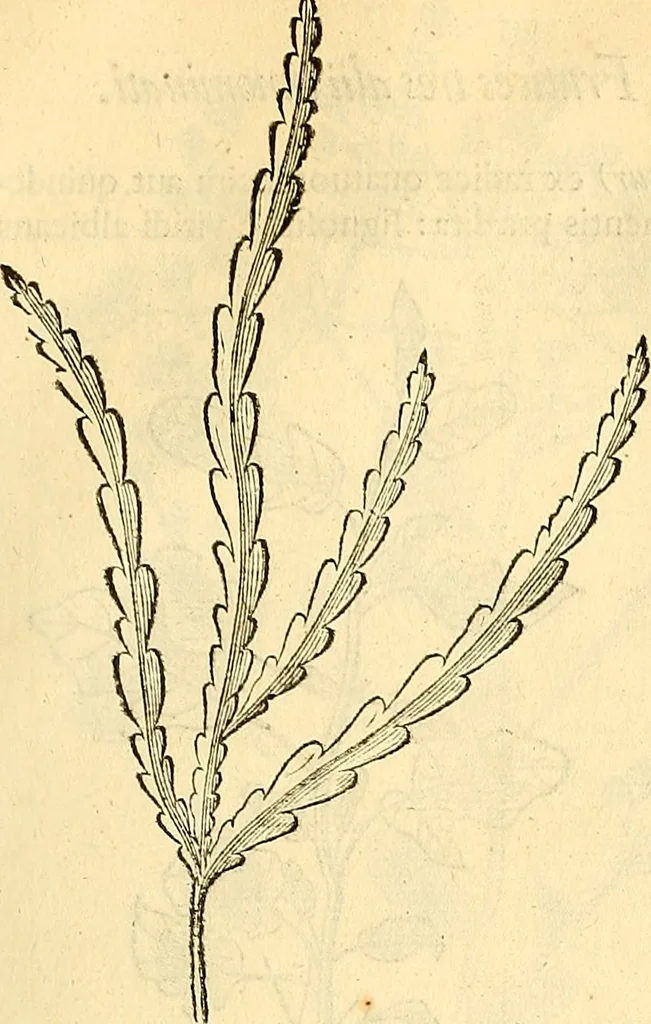 An illustration from Historia naturalis Brasiliae : auspicio et beneficio illustriss. I. Mauriti Com. Nassau illius provinciae et maris summi praefecti adornata : in qua non tantum plantae et animalia, sed et indigenarum morbi, ingenia et mores describuntur et iconibus supra quingentas illustrantur, 1648, leaf 228