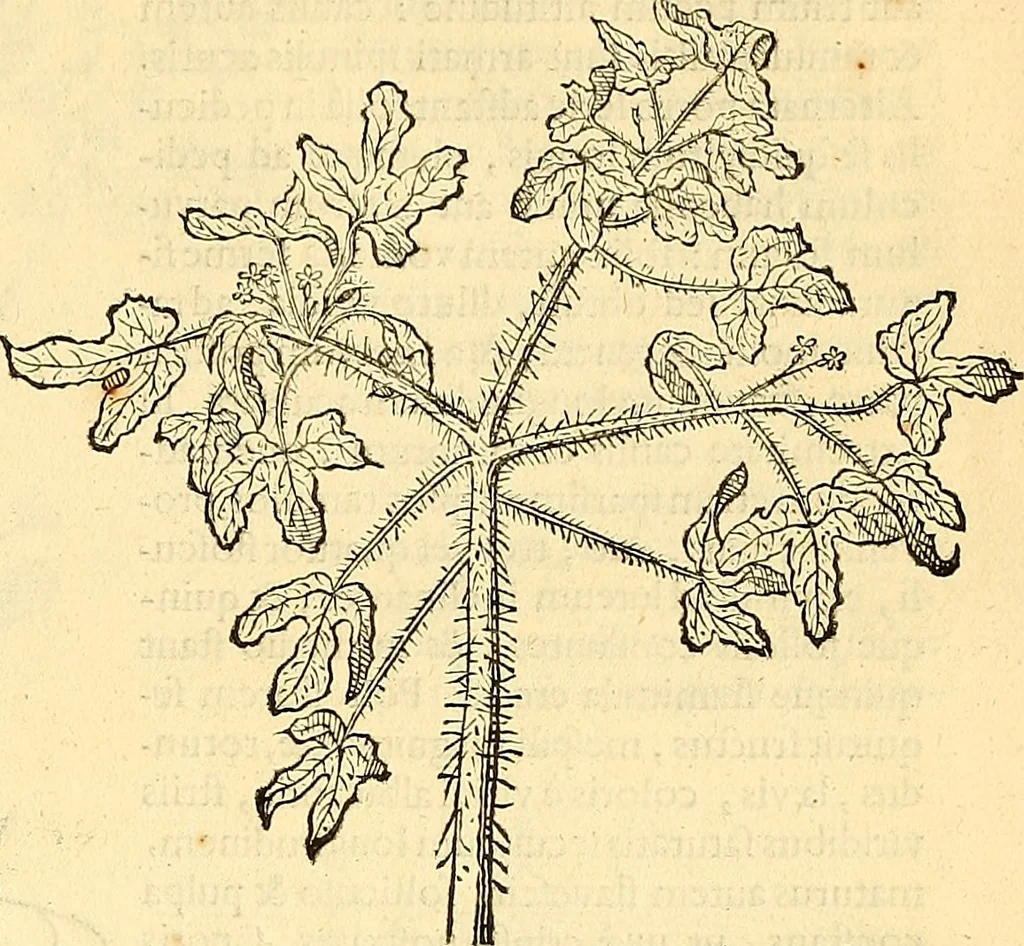 An illustration from Historia naturalis Brasiliae : auspicio et beneficio illustriss. I. Mauriti Com. Nassau illius provinciae et maris summi praefecti adornata : in qua non tantum plantae et animalia, sed et indigenarum morbi, ingenia et mores describuntur et iconibus supra quingentas illustrantur, 1648, leaf 228