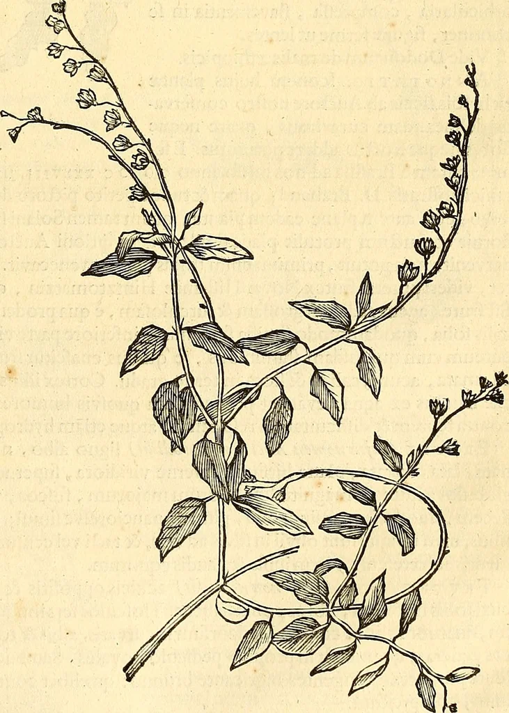 An illustration from Historia naturalis Brasiliae : auspicio et beneficio illustriss. I. Mauriti Com. Nassau illius provinciae et maris summi praefecti adornata : in qua non tantum plantae et animalia, sed et indigenarum morbi, ingenia et mores describuntur et iconibus supra quingentas illustrantur, 1648, leaf 228