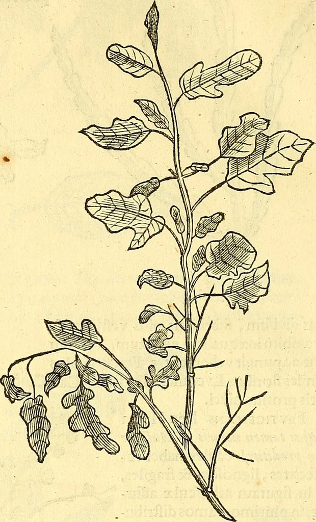 An illustration from Historia naturalis Brasiliae : auspicio et beneficio illustriss. I. Mauriti Com. Nassau illius provinciae et maris summi praefecti adornata : in qua non tantum plantae et animalia, sed et indigenarum morbi, ingenia et mores describuntur et iconibus supra quingentas illustrantur, 1648, leaf 229