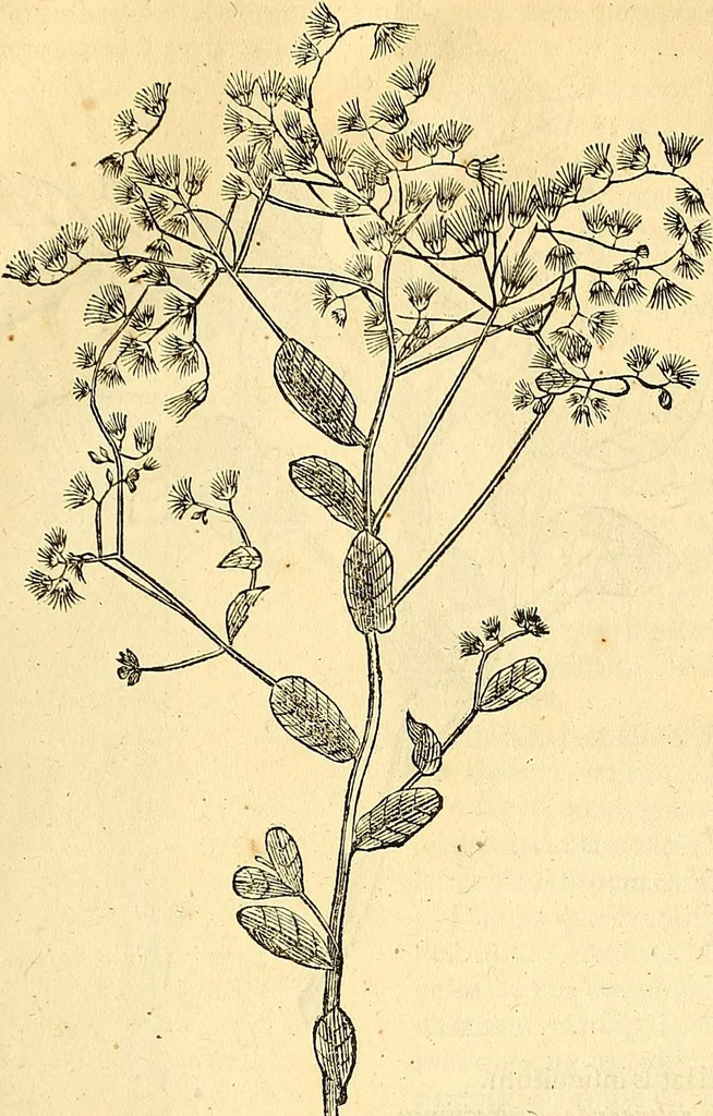 An illustration from Historia naturalis Brasiliae : auspicio et beneficio illustriss. I. Mauriti Com. Nassau illius provinciae et maris summi praefecti adornata : in qua non tantum plantae et animalia, sed et indigenarum morbi, ingenia et mores describuntur et iconibus supra quingentas illustrantur, 1648, leaf 230
