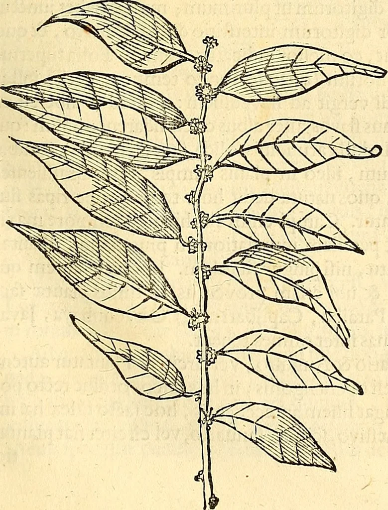 An illustration from Historia naturalis Brasiliae : auspicio et beneficio illustriss. I. Mauriti Com. Nassau illius provinciae et maris summi praefecti adornata : in qua non tantum plantae et animalia, sed et indigenarum morbi, ingenia et mores describuntur et iconibus supra quingentas illustrantur, 1648, leaf 230