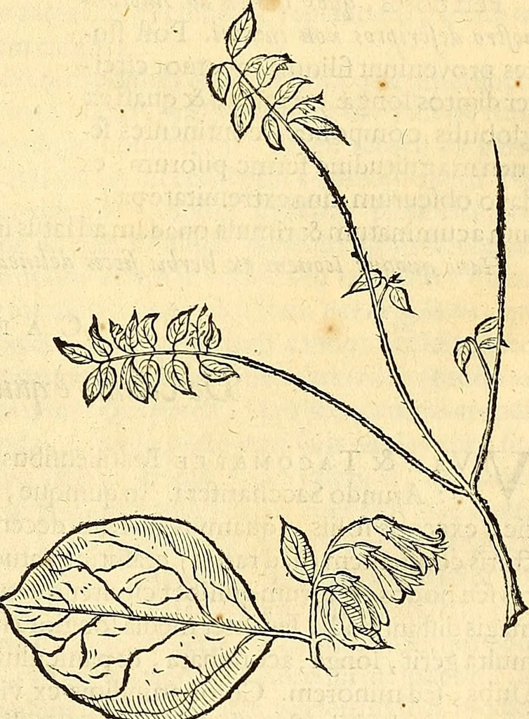 An illustration from Historia naturalis Brasiliae : auspicio et beneficio illustriss. I. Mauriti Com. Nassau illius provinciae et maris summi praefecti adornata : in qua non tantum plantae et animalia, sed et indigenarum morbi, ingenia et mores describuntur et iconibus supra quingentas illustrantur, 1648, leaf 230