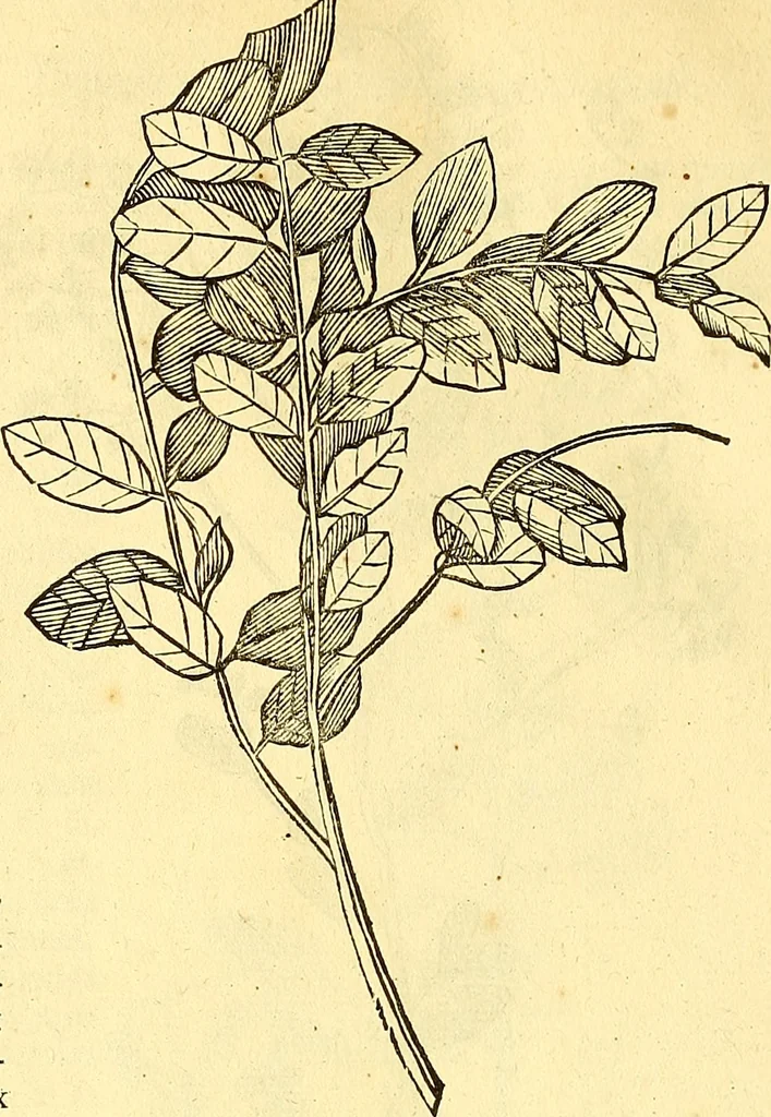 An illustration from Historia naturalis Brasiliae : auspicio et beneficio illustriss. I. Mauriti Com. Nassau illius provinciae et maris summi praefecti adornata : in qua non tantum plantae et animalia, sed et indigenarum morbi, ingenia et mores describuntur et iconibus supra quingentas illustrantur, 1648, leaf 231