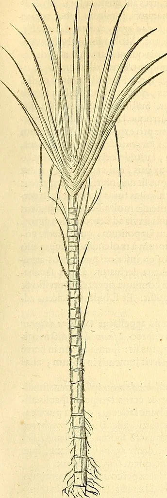 An illustration from Historia naturalis Brasiliae : auspicio et beneficio illustriss. I. Mauriti Com. Nassau illius provinciae et maris summi praefecti adornata : in qua non tantum plantae et animalia, sed et indigenarum morbi, ingenia et mores describuntur et iconibus supra quingentas illustrantur, 1648, leaf 232