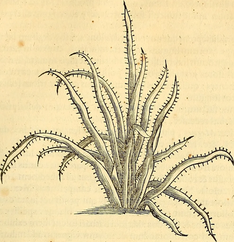 An illustration from Historia naturalis Brasiliae : auspicio et beneficio illustriss. I. Mauriti Com. Nassau illius provinciae et maris summi praefecti adornata : in qua non tantum plantae et animalia, sed et indigenarum morbi, ingenia et mores describuntur et iconibus supra quingentas illustrantur, 1648, leaf 236