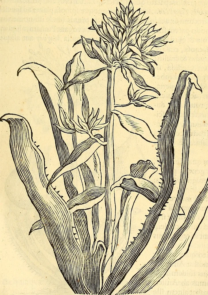 An illustration from Historia naturalis Brasiliae : auspicio et beneficio illustriss. I. Mauriti Com. Nassau illius provinciae et maris summi praefecti adornata : in qua non tantum plantae et animalia, sed et indigenarum morbi, ingenia et mores describuntur et iconibus supra quingentas illustrantur, 1648, leaf 236
