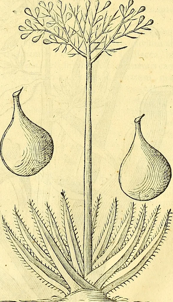 An illustration from Historia naturalis Brasiliae : auspicio et beneficio illustriss. I. Mauriti Com. Nassau illius provinciae et maris summi praefecti adornata : in qua non tantum plantae et animalia, sed et indigenarum morbi, ingenia et mores describuntur et iconibus supra quingentas illustrantur, 1648, leaf 237