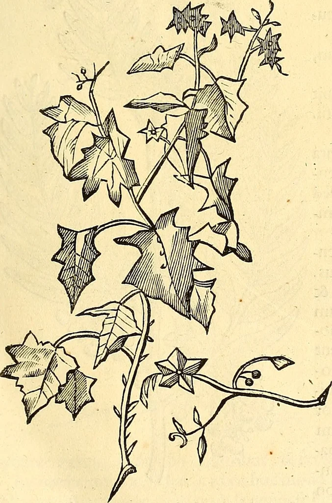 An illustration from Historia naturalis Brasiliae : auspicio et beneficio illustriss. I. Mauriti Com. Nassau illius provinciae et maris summi praefecti adornata : in qua non tantum plantae et animalia, sed et indigenarum morbi, ingenia et mores describuntur et iconibus supra quingentas illustrantur, 1648, leaf 238