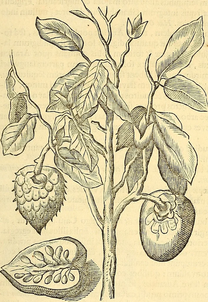 An illustration from Historia naturalis Brasiliae : auspicio et beneficio illustriss. I. Mauriti Com. Nassau illius provinciae et maris summi praefecti adornata : in qua non tantum plantae et animalia, sed et indigenarum morbi, ingenia et mores describuntur et iconibus supra quingentas illustrantur, 1648, leaf 242
