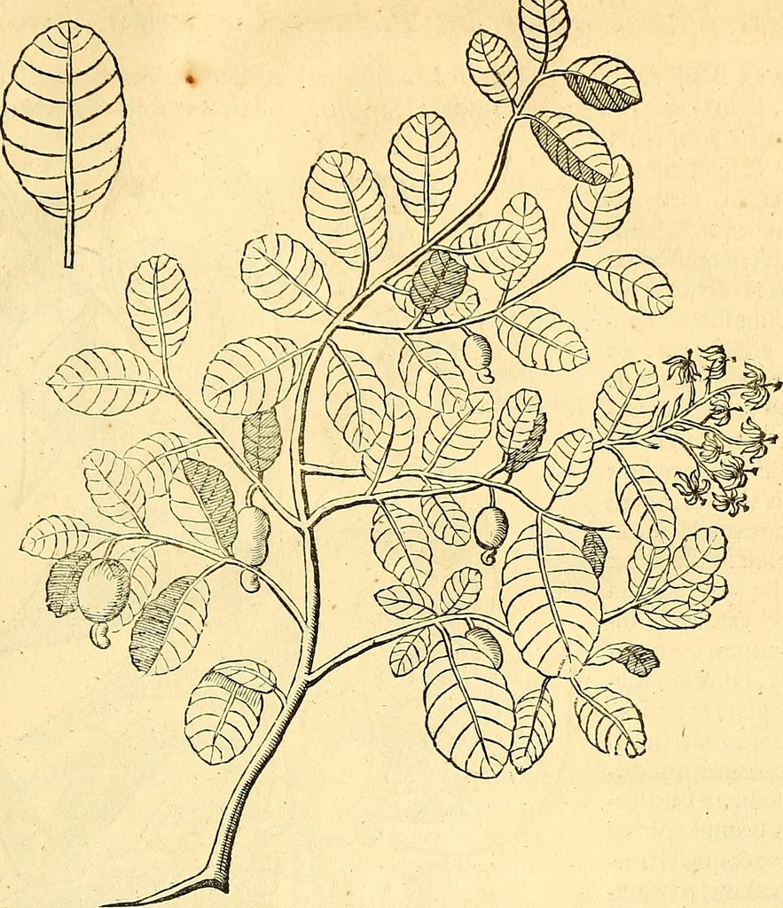 An illustration from Historia naturalis Brasiliae : auspicio et beneficio illustriss. I. Mauriti Com. Nassau illius provinciae et maris summi praefecti adornata : in qua non tantum plantae et animalia, sed et indigenarum morbi, ingenia et mores describuntur et iconibus supra quingentas illustrantur, 1648, leaf 244