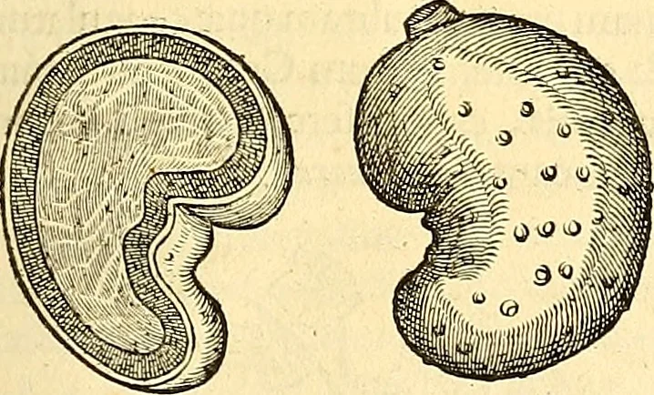 An illustration from Historia naturalis Brasiliae : auspicio et beneficio illustriss. I. Mauriti Com. Nassau illius provinciae et maris summi praefecti adornata : in qua non tantum plantae et animalia, sed et indigenarum morbi, ingenia et mores describuntur et iconibus supra quingentas illustrantur, 1648, leaf 244