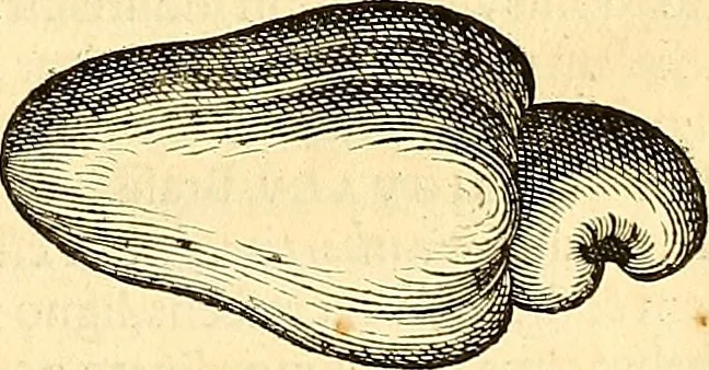 An illustration from Historia naturalis Brasiliae : auspicio et beneficio illustriss. I. Mauriti Com. Nassau illius provinciae et maris summi praefecti adornata : in qua non tantum plantae et animalia, sed et indigenarum morbi, ingenia et mores describuntur et iconibus supra quingentas illustrantur, 1648, leaf 244