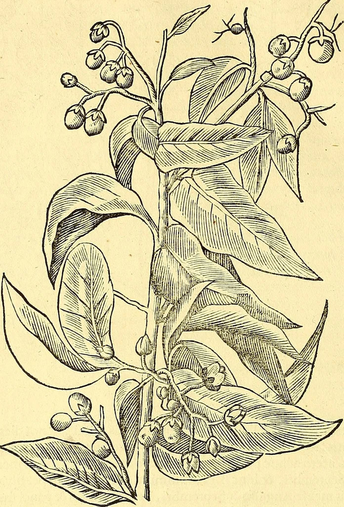 An illustration from Historia naturalis Brasiliae : auspicio et beneficio illustriss. I. Mauriti Com. Nassau illius provinciae et maris summi praefecti adornata : in qua non tantum plantae et animalia, sed et indigenarum morbi, ingenia et mores describuntur et iconibus supra quingentas illustrantur, 1648, leaf 245