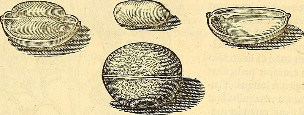 An illustration from Historia naturalis Brasiliae : auspicio et beneficio illustriss. I. Mauriti Com. Nassau illius provinciae et maris summi praefecti adornata : in qua non tantum plantae et animalia, sed et indigenarum morbi, ingenia et mores describuntur et iconibus supra quingentas illustrantur, 1648, leaf 246