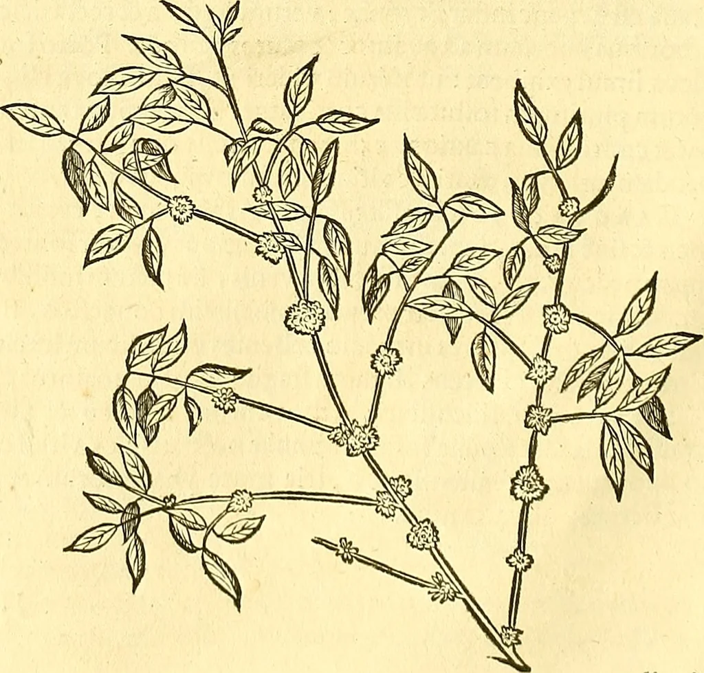 An illustration from Historia naturalis Brasiliae : auspicio et beneficio illustriss. I. Mauriti Com. Nassau illius provinciae et maris summi praefecti adornata : in qua non tantum plantae et animalia, sed et indigenarum morbi, ingenia et mores describuntur et iconibus supra quingentas illustrantur, 1648, leaf 247