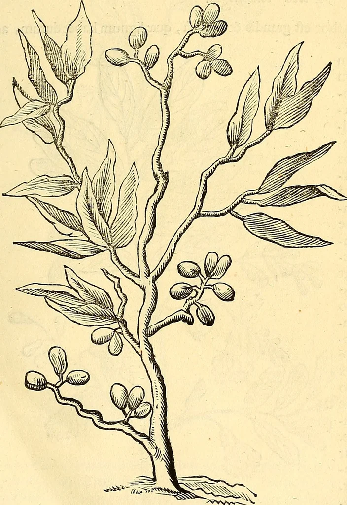 An illustration from Historia naturalis Brasiliae : auspicio et beneficio illustriss. I. Mauriti Com. Nassau illius provinciae et maris summi praefecti adornata : in qua non tantum plantae et animalia, sed et indigenarum morbi, ingenia et mores describuntur et iconibus supra quingentas illustrantur, 1648, leaf 248