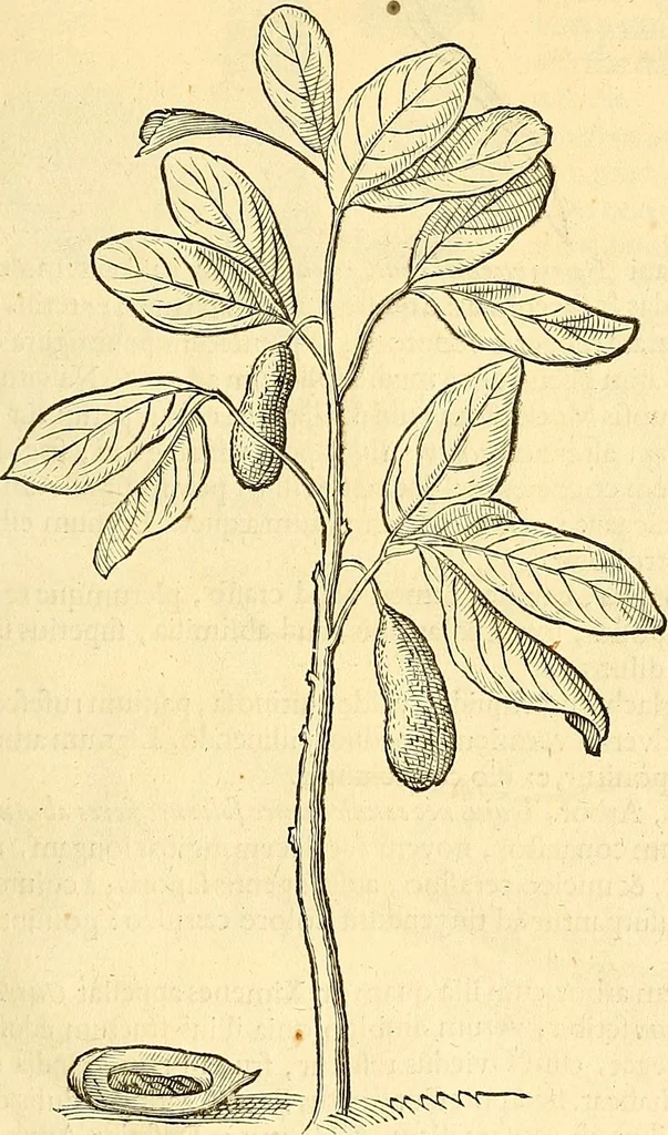 An illustration from Historia naturalis Brasiliae : auspicio et beneficio illustriss. I. Mauriti Com. Nassau illius provinciae et maris summi praefecti adornata : in qua non tantum plantae et animalia, sed et indigenarum morbi, ingenia et mores describuntur et iconibus supra quingentas illustrantur, 1648, leaf 250