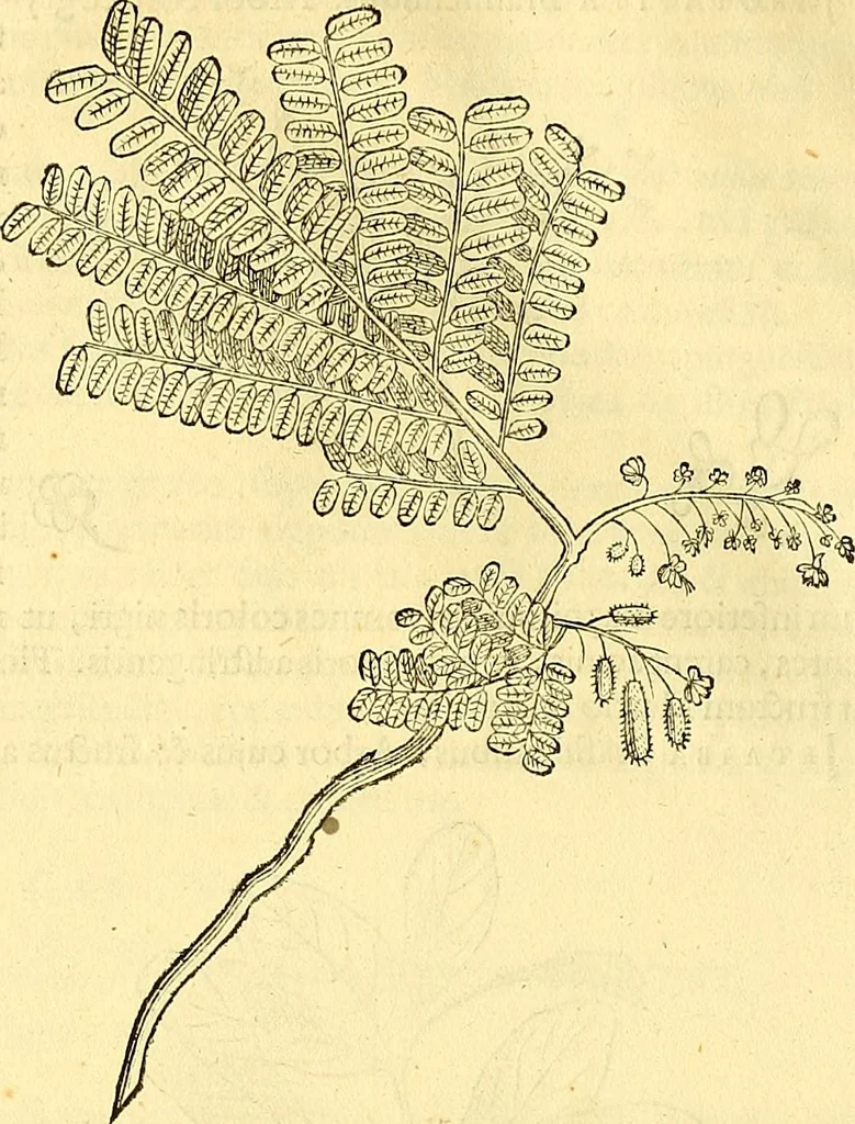 An illustration from Historia naturalis Brasiliae : auspicio et beneficio illustriss. I. Mauriti Com. Nassau illius provinciae et maris summi praefecti adornata : in qua non tantum plantae et animalia, sed et indigenarum morbi, ingenia et mores describuntur et iconibus supra quingentas illustrantur, 1648, leaf 251