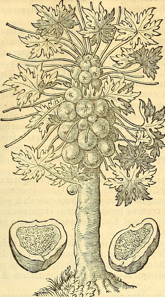 An illustration from Historia naturalis Brasiliae : auspicio et beneficio illustriss. I. Mauriti Com. Nassau illius provinciae et maris summi praefecti adornata : in qua non tantum plantae et animalia, sed et indigenarum morbi, ingenia et mores describuntur et iconibus supra quingentas illustrantur, 1648, leaf 252