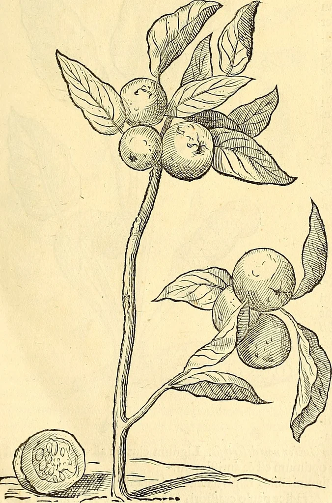 An illustration from Historia naturalis Brasiliae : auspicio et beneficio illustriss. I. Mauriti Com. Nassau illius provinciae et maris summi praefecti adornata : in qua non tantum plantae et animalia, sed et indigenarum morbi, ingenia et mores describuntur et iconibus supra quingentas illustrantur, 1648, leaf 254