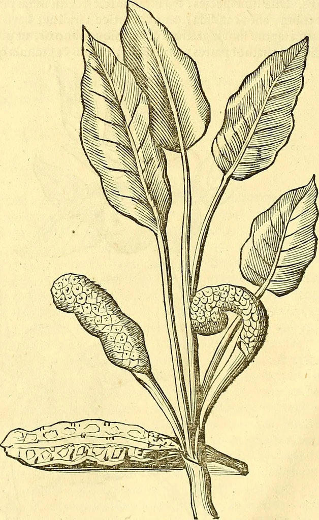 An illustration from Historia naturalis Brasiliae : auspicio et beneficio illustriss. I. Mauriti Com. Nassau illius provinciae et maris summi praefecti adornata : in qua non tantum plantae et animalia, sed et indigenarum morbi, ingenia et mores describuntur et iconibus supra quingentas illustrantur, 1648, leaf 255